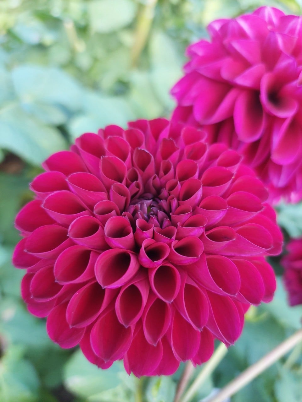 Jessie G Dahlia Otway Flower Farm jessie-g-dahlia-otway-flower-farm