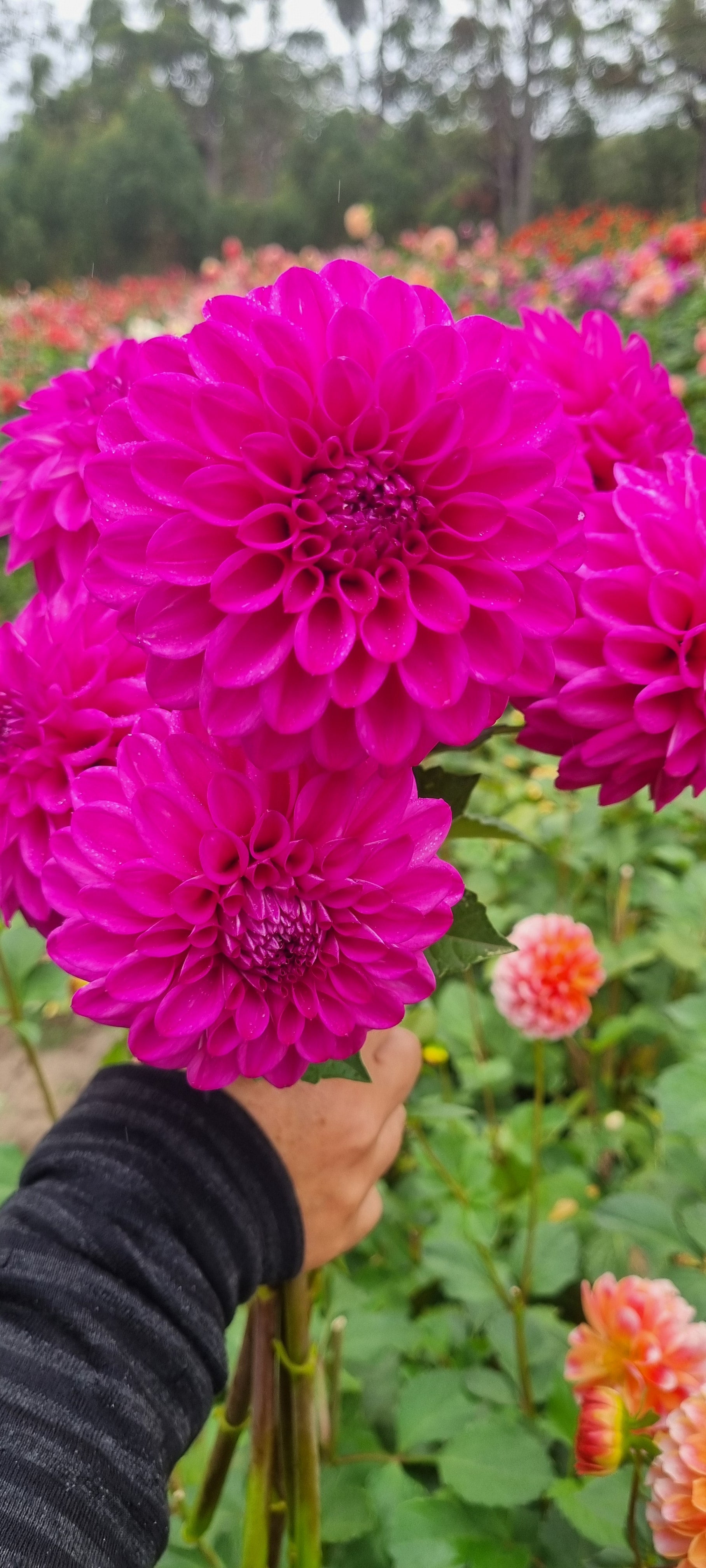 Devon Challenger Dahlia | Otway Flower Farm