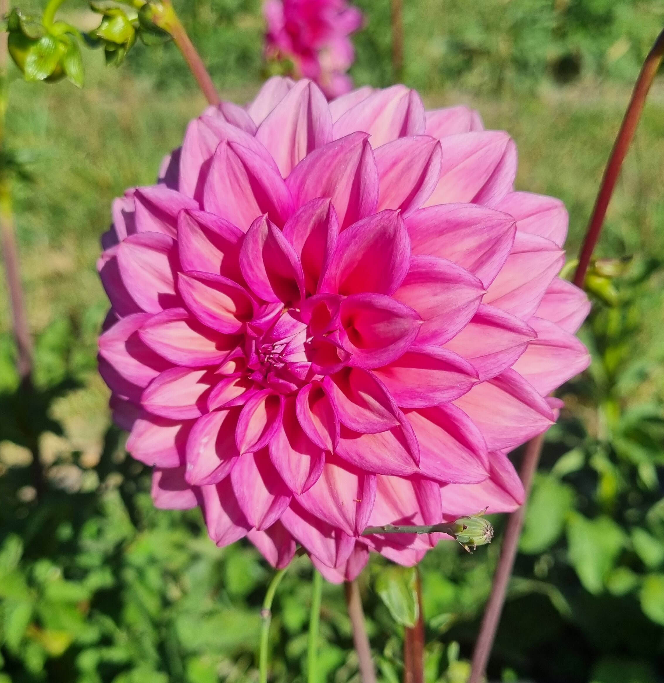 Juliette Dahlia Otway Flower Farm juliette-dahlia-otway-flower-farm